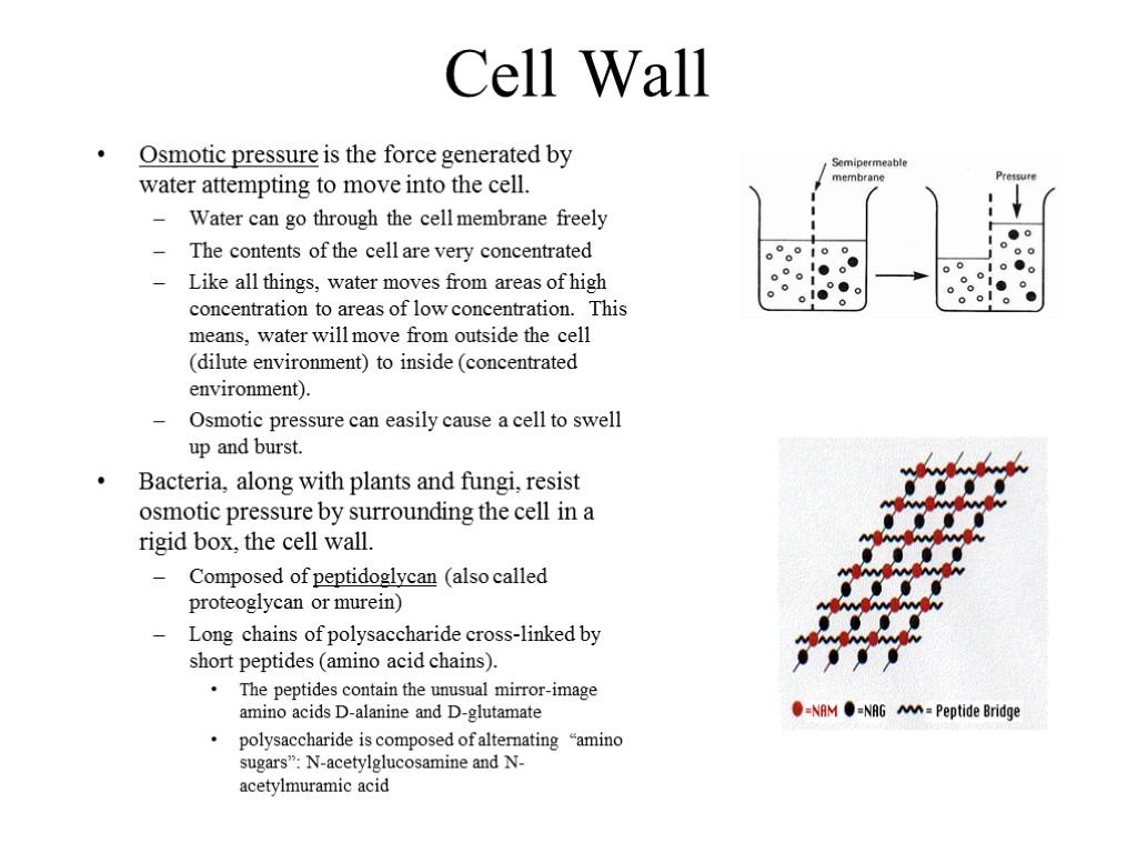 Cell Wall Osmotic pressure is the force generated by water attempting to move into